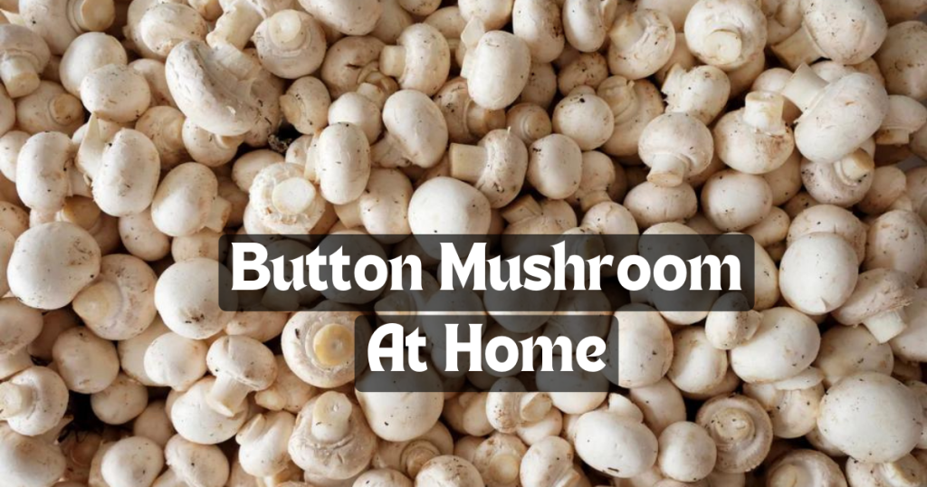 How to Plant Button Mushrooms at Home