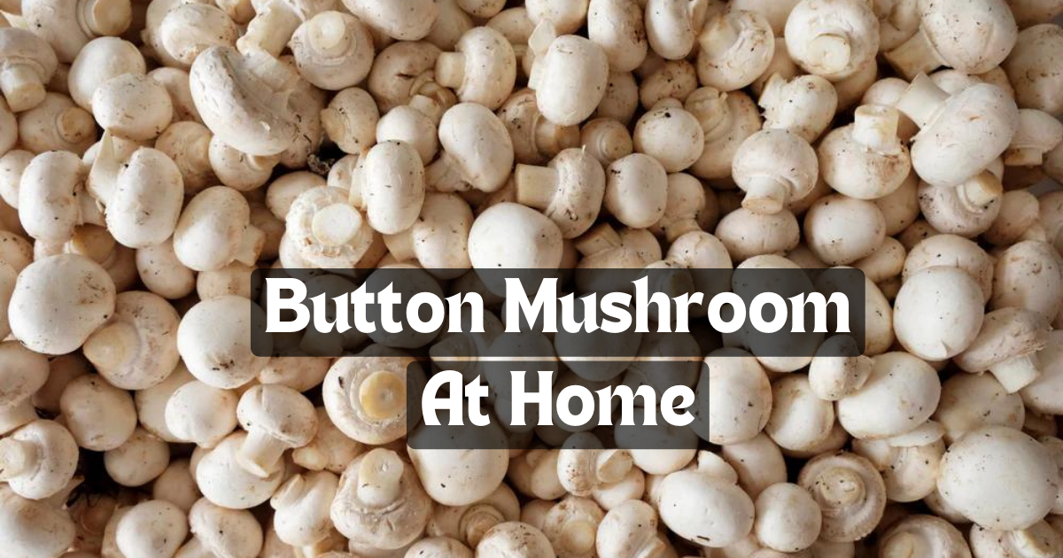 How to Plant Button Mushrooms at Home: Easy Guide