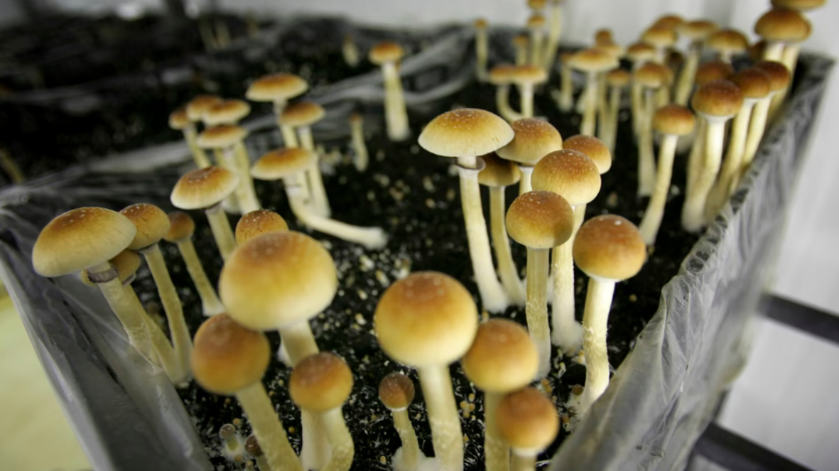 What is Psilocybin Mushrooms: A Comprehensive Guide