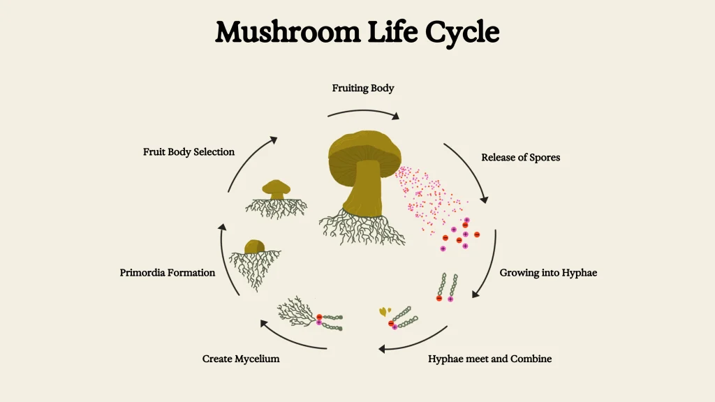 mushroom pinning