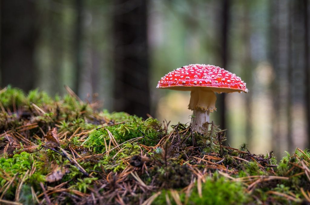 Red and White Mushroom